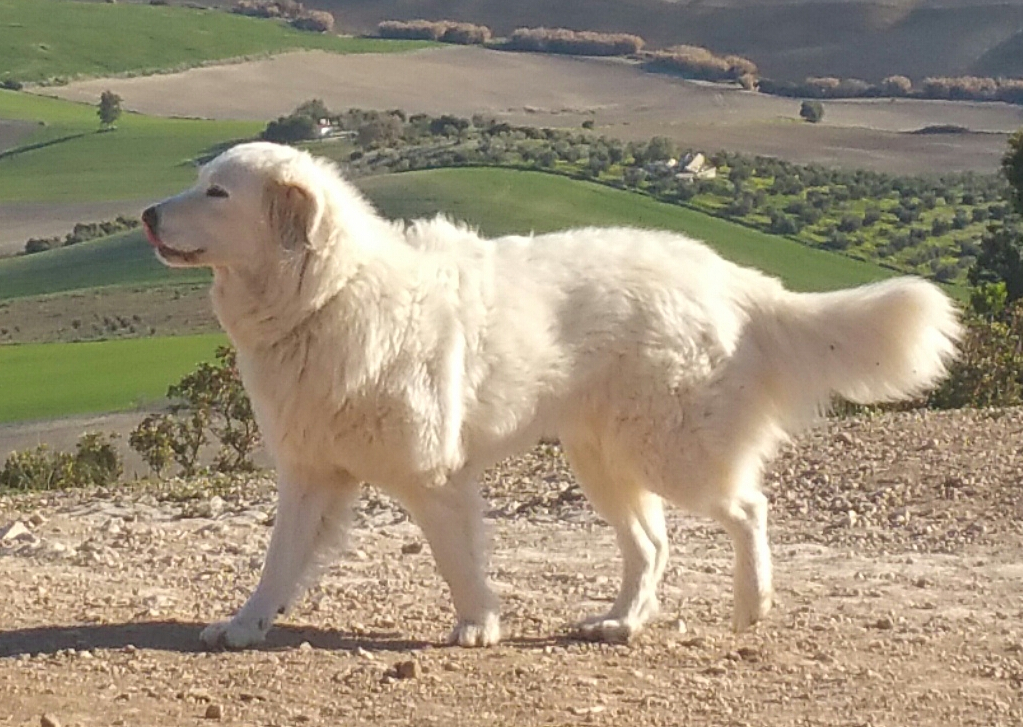 Salva bzw. Salvatrice 07.08.2016