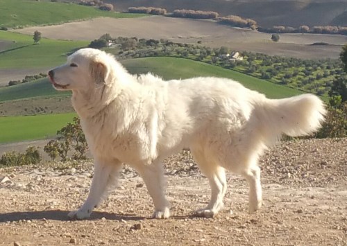 Salva bzw. Salvatrice 07.08.2016